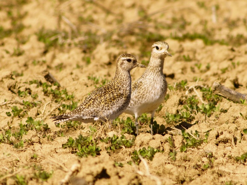 Piviere dorato (Pluvialis apicaria)